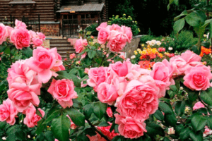 Skillnader och likheter mellan hybridte-sorter av rosor och floribunda, de bästa företrädarna för kulturer