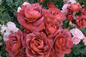 Opis a charakteristika najlepších odrôd hnedej ruže