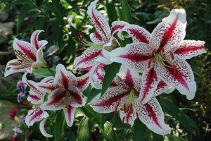 Beschreibung der besten Sorten orientalischer Lilien, Pflanzen und Pflege auf freiem Feld
