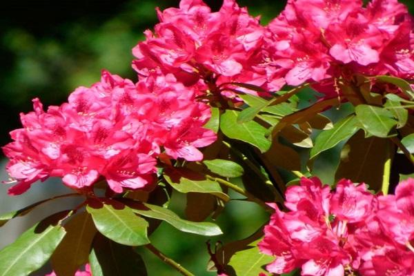 rhododendron en fleurs