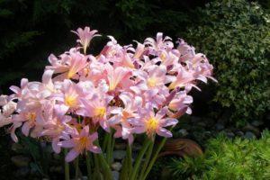 Popis a charakteristika lilie, výsadby, pěstování a péče