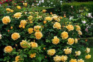 Opis sorti penjačkih ruža za uzgoj u Sibiru, skrb i metode razmnožavanja
