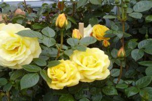 Arthur Bell veislės rožių auginimo aprašymas ir technologija