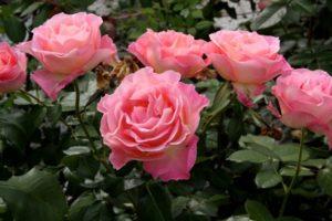 Popis najlepších odrôd ruže grandiflora, technológie pestovania