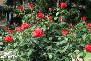 Опис и карактеристике сорте, узгоја и размножавања Цорветте ружа