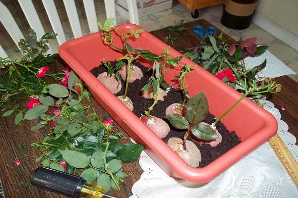 Beskrivning och egenskaper hos varianter av rosor Lydia, plantering och skötsel