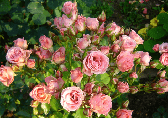 ruža Lidija