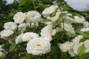 Description and rules for growing a climbing rose of the Iceberg variety