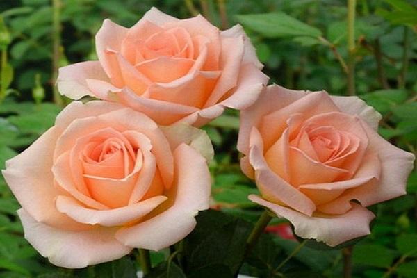 ruža Versilia