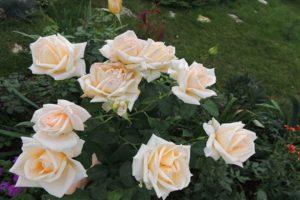 Opis hybridných odrôd čajovej ruže Versilia, technológia pestovania
