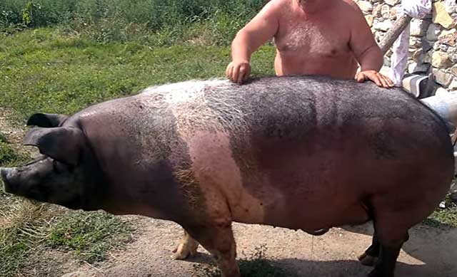 Wie viel wiegt das Schwein?