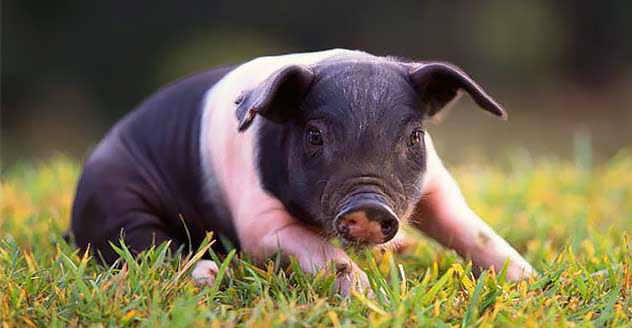 Razas de cerdos de Hampshire