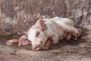 Signes et symptômes des maladies du porc, leur traitement et leur prévention