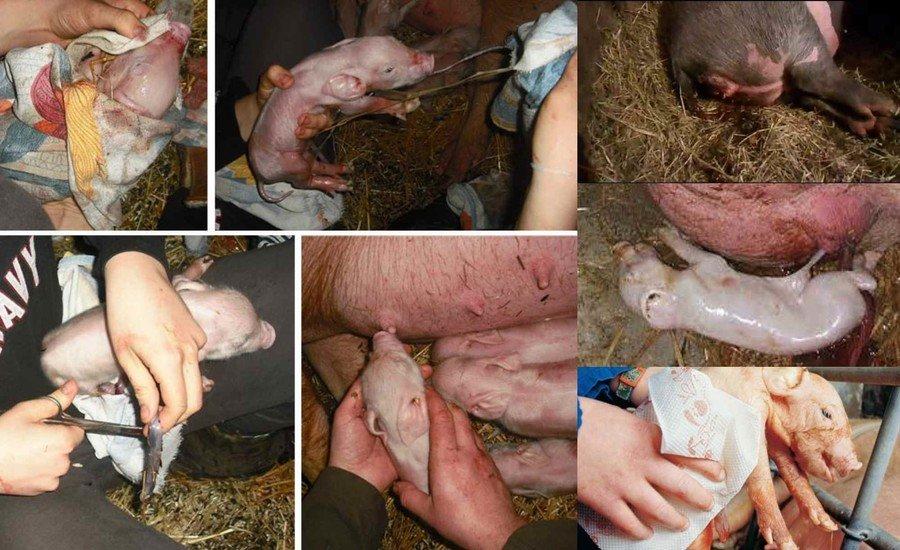 dar a luz a un cerdo