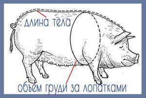 Kaip žinoti ir nustatyti, kiek sveria kiaulė, lentelė pagal dydį