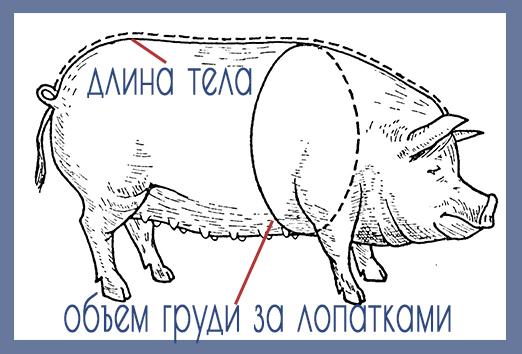 Schweinezeichnung