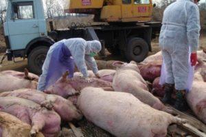 Oorzaken en symptomen van Afrikaanse varkenspest, gevaar voor mensen en hoe het wordt overgedragen