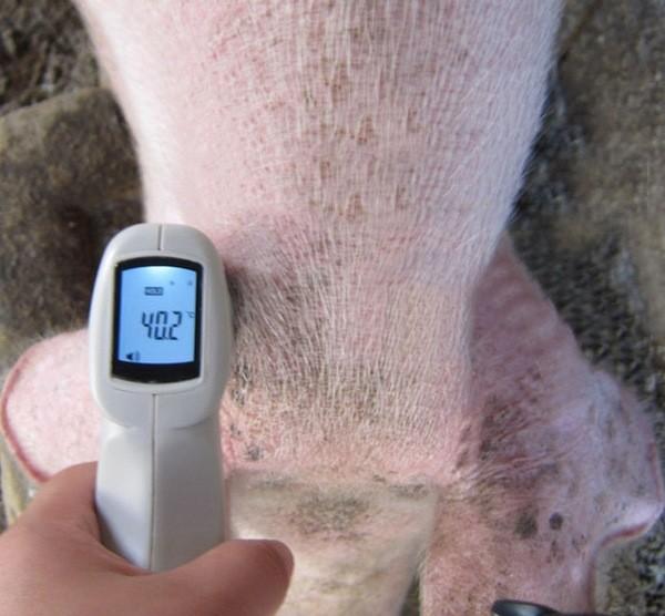 temperatura del cerdo