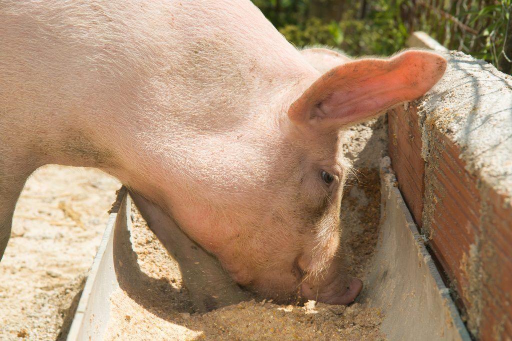 utfodring av gris