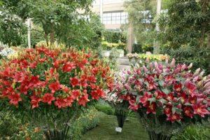 Beschreibung und Eigenschaften der Sorten von Buschlilien, Anpflanzung und Pflege auf freiem Feld