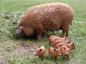 Vengrijos mangalitsa kiaulių veislės savybės ir aprašymas, priežiūra ir veisimas