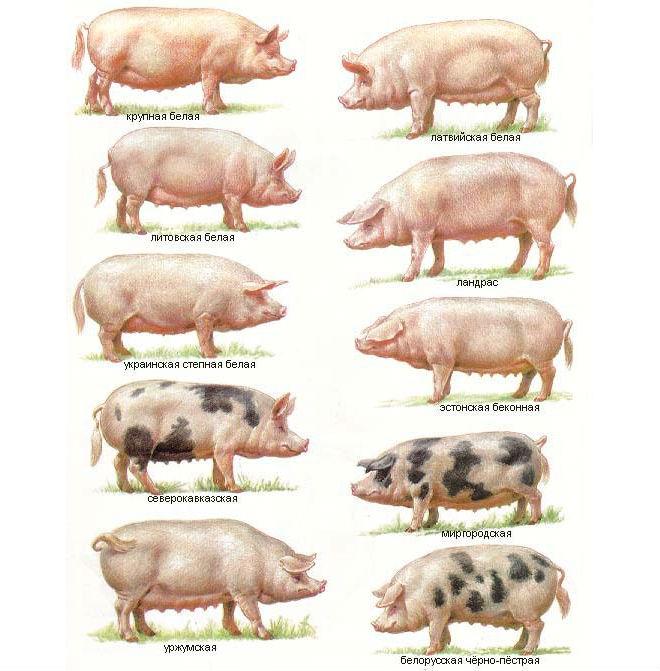 kiaulių veislės