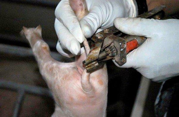 castración de cerdo