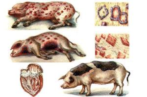 Orsaker och symtom på svin erysipelas, metoder för behandling och förebyggande