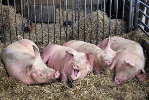 El agente causal y las causas de la sarna en los cerdos, los síntomas y los métodos de tratamiento.