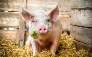 Hvad spiser svin, og hvad de skal fodre dem til at vokse hurtigt derhjemme