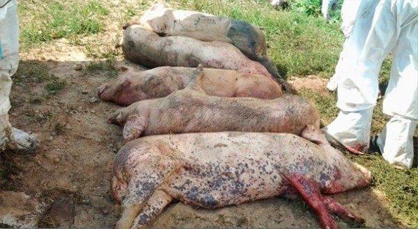 Peste porcine africaine