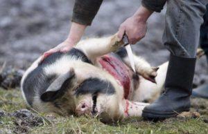 Cómo sacrificar un cerdo en casa, el proceso de sacrificio y consejos útiles.
