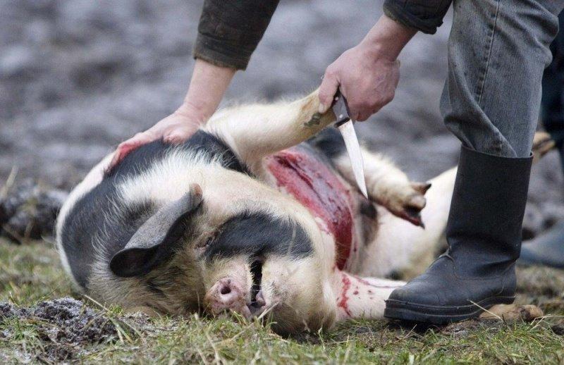 kiaulių skerdimas