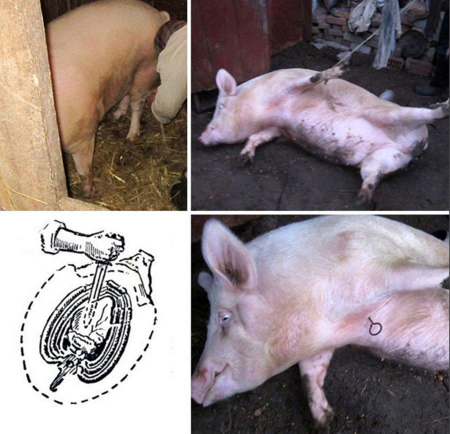 pig slaughter