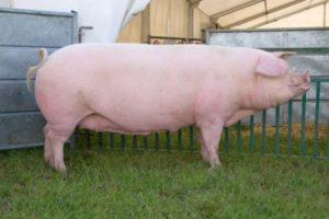 Beskrivning och egenskaper hos Landrace-grisar, villkor för internering och avel