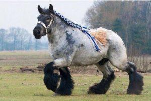 Опис и карактеристике коња пасмине Схире, услови задржавања и узгоја