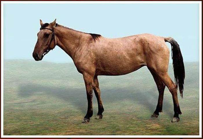 Kirgizų arklys
