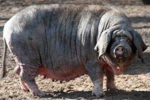 Description de la race de porcs chinois Meishan, conditions de détention et d'élevage