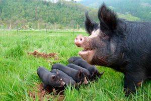 Beskrivning och egenskaper hos svarta grisraser, fördelar och nackdelar