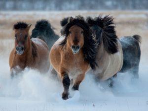 Jakuto arklio veislės savybės, priežiūra, priežiūra ir veisimas