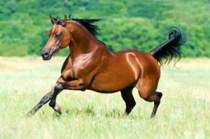 Grynaveislių arabų žirgų aprašymas ir jų priežiūros taisyklės