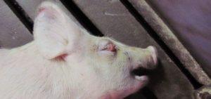 Triệu chứng và các dạng bệnh phù thũng ở lợn con, cách điều trị và phòng bệnh