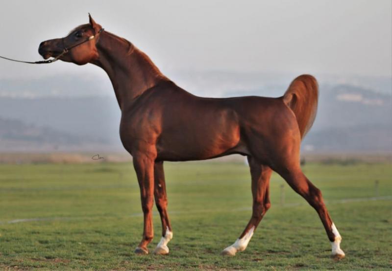 caballo arabe
