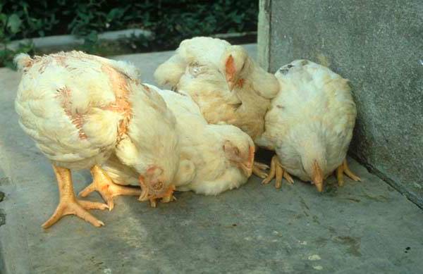 Кнемидокоза пилића