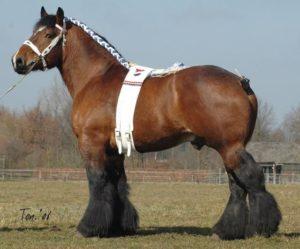 Description de la race de chevaux Vladimir gros tirant d'eau, entretien et élevage