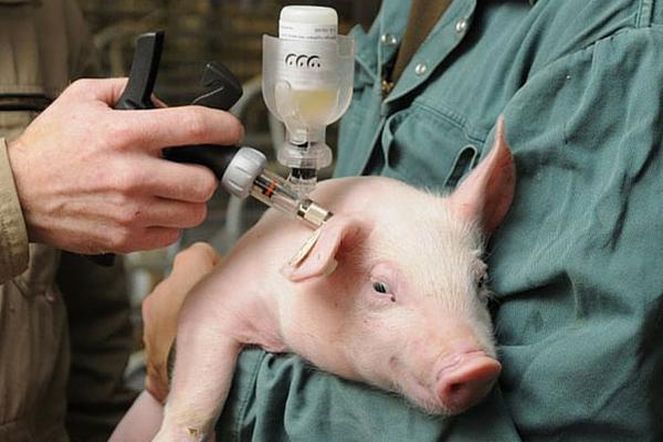 kiaulės injekcija