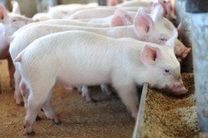 Wat zijn toevoegingsmiddelen voor varkens voor de groei van varkens, de regels voor selectie en gebruik