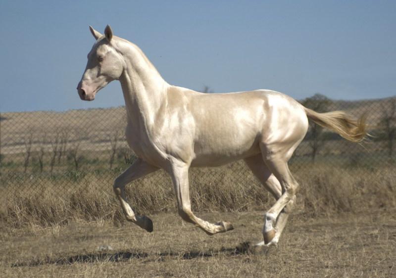 пасмине коња Акхал-Теке