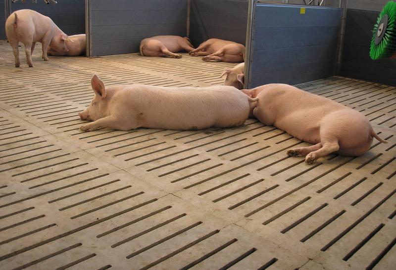 roostervloeren in een varkensstal
