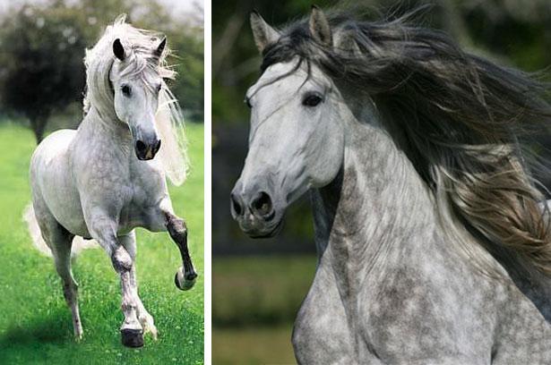 пасмине коња андалузијски
